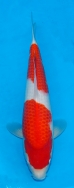 Marudo Tosai Kohaku Developement