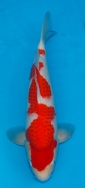 Koi For Sale