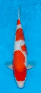 Koi For Sale