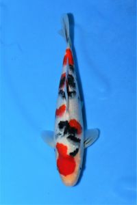 31ｃｍ_a.jpg