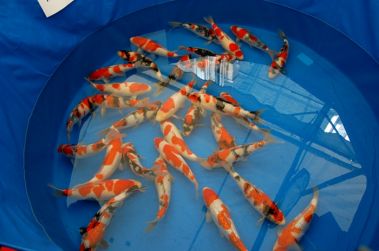 Auction Koi 1