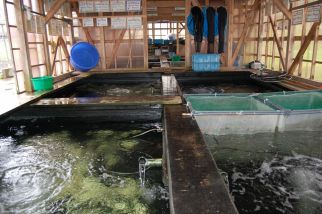 Chogoro Koi farm