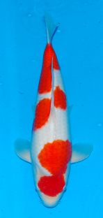 Dainichi_Female_Kohaku_48cm_27th_Jan_2017.jpg