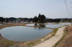 Dainichi Mudponds 