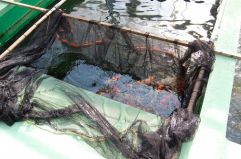 Dainichi Netting 2