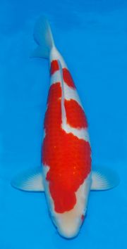 Donated_Kohaku_1_49cm_Nov_2011.jpg