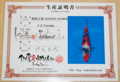 Isa Female JT Showa No 1 Cert web