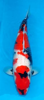 Isa Showa 60cm 14th Dec 2016