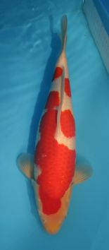 Kohaku_39.5cm_.jpg