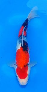 Marudo_Female_Tosai_Showa_No_1_.jpg