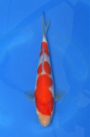 Marudo_Kohaku_Jumbo_Tosai_No_10_25cm_JAMES_COLLEY1.jpg