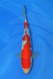 Marudo_Kohaku_Jumbo_Tosai_No_2._28cm.jpg