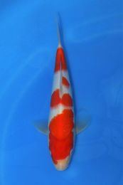 Marudo_Kohaku_Jumbo_Tosai_No_3._27cm.jpg