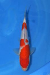 Marudo_Kohaku_Jumbo_Tosai_No_4_26cm.jpg