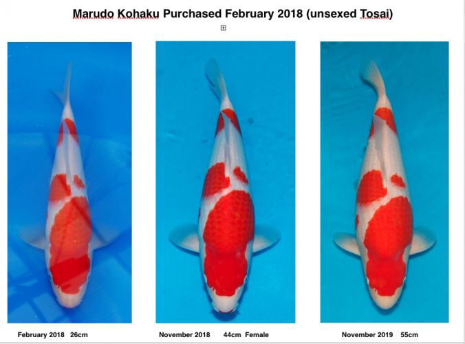 Marudo_Kohaku_No_2_Development_.jpg