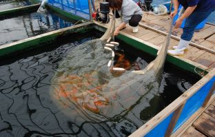 Marudo_Netting_1.jpg