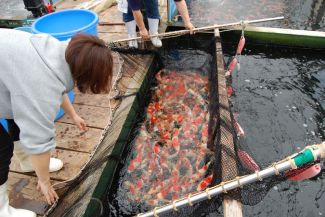 Marudo_Showa_Netting_2.jpg