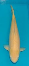 Marusei_Kigoi_59cm_Aug_2016.jpg