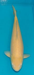 Marusei_Kigoi_59cm_Aug_2016.jpg