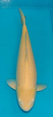 Marusei Kigoi 62cm Aug 2016