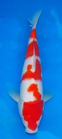 Maruyama_JT_Kohaku_No_13__JPG.jpg