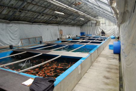 Maruyama_Koi_Farm_1_.jpg