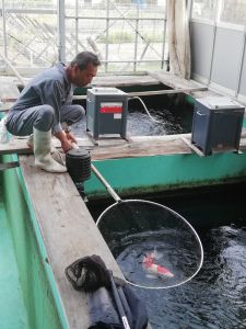 Maruyama_Netting_1.jpg