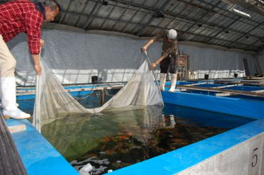 Maruyama_Netting_Showa.jpg