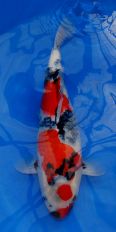 Maruyama_Nisai_Showa.jpg