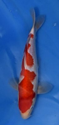 Nogami_Kohaku_No_23.JPG