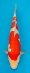 Oishi Kohaku JT TT 3