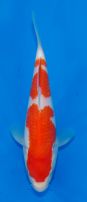 Oishi Kohaku TT 8